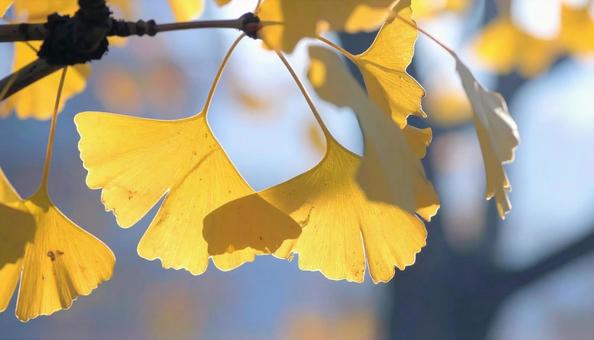 Close-up of ginkgo leaves Fallen leaves in autumn, JPG Close-up of ginkgo leaves Fallen leaves in autumn, JPG