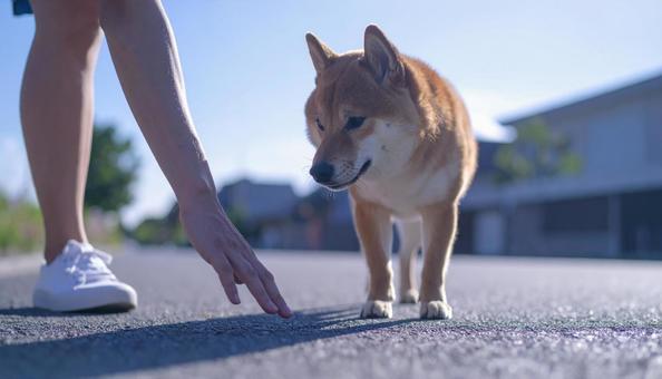 真夏、愛犬との散歩前に地面の温度を確認 真夏、愛犬との散歩前に地面の温度を確認の写真