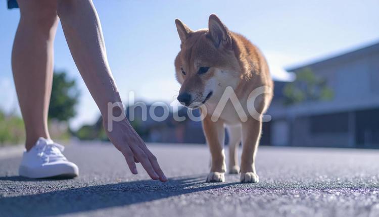 真夏、愛犬との散歩前に地面の温度を確認 熱中症予防,火傷予防,温度確認の写真素材