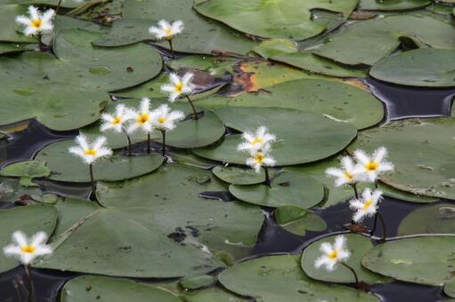 ガガブタ・鏡蓋　咲く風景 浮葉植物,美しい,フリル状の写真素材