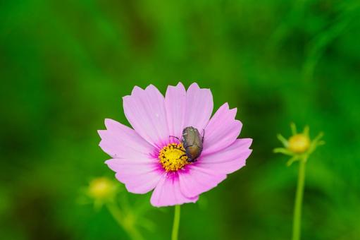 コスモスとハナムグリ⑴ コスモスとハナムグリ⑴ 花,コスモス,植物の写真素材