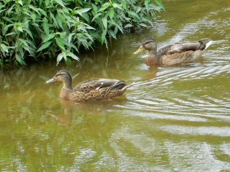 【鳥の写真】マガモ(真鴨) 【鳥の写真】マガモ(真鴨) マガモ,真鴨,生き物の写真素材