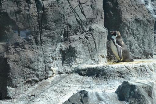 Photo, penguin, magellan penguin, aquarium, 