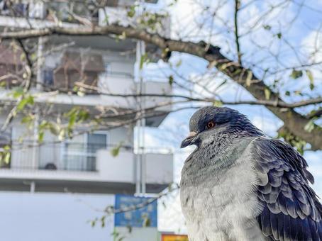 神田川10月:鳩の横顔 2025 神田川10月:鳩の横顔 2025 鳩,ハト,鳥の写真素材