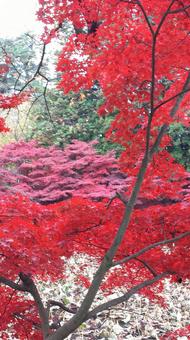 紅葉 紅葉の写真