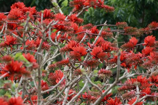 咲き誇るデイゴの花　やんばるの森 デイゴの花,赤,アカの写真素材