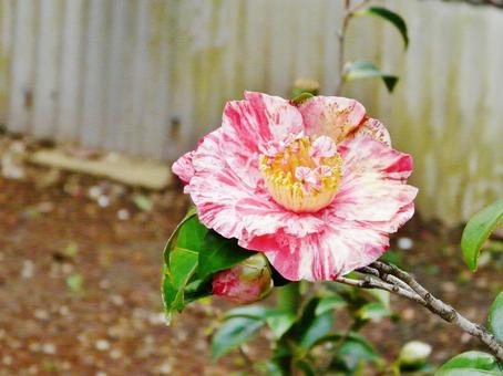 椿 椿,カラフル,マーブルの写真素材