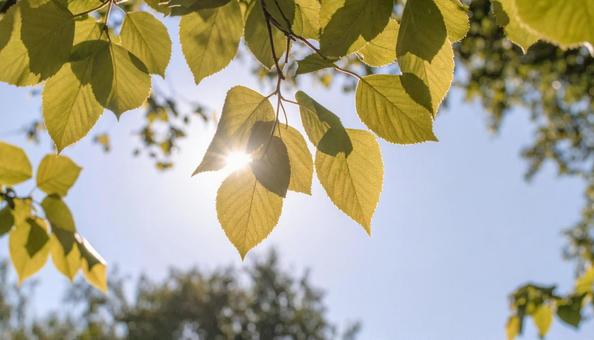 Sunlight filtering through the trees in front of a blue sky, hardwoods, light, the season, JPG