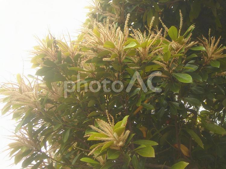 みずみずしい新緑の茂らせる樹木 森林浴,木漏れ日,木陰の写真素材