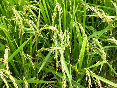 8月下旬、粒が出来始めた田んぼの稲 稲,米,苗の写真素材