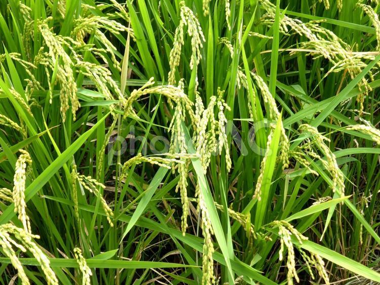 8月下旬、粒が出来始めた田んぼの稲 稲,米,苗の写真素材
