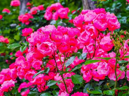 バラの花のある風景 バラの花のある風景の写真