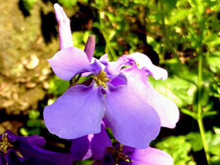 郊外の草原に咲くムラサキハナナ・アップの写真