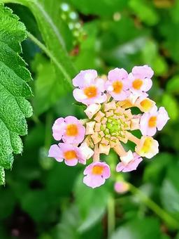 ピンクのランタナの写真