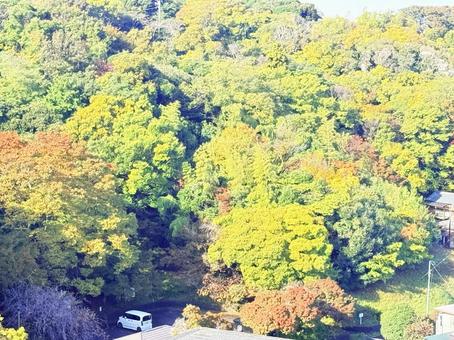 秋の紅葉 秋の紅葉,紅葉,森の写真素材