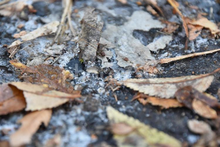 野生を踏みしめて 昆虫,アリ,アップの写真素材