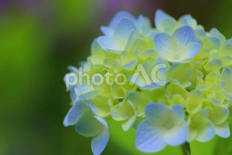 紫陽花　アジサイ　青い花 アジサイ,紫陽花,あじさいの写真素材