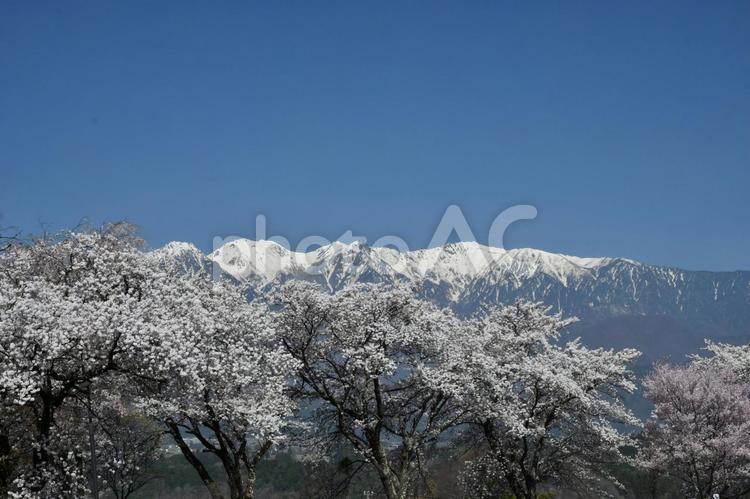 大草城址公園　青空と桜と中央アルプス さくら,木,春の写真素材