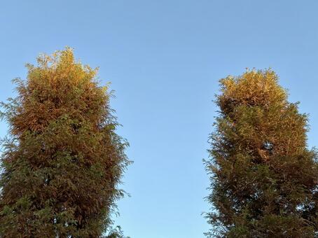 紅葉 秋晴れ,紅葉,秋の写真素材