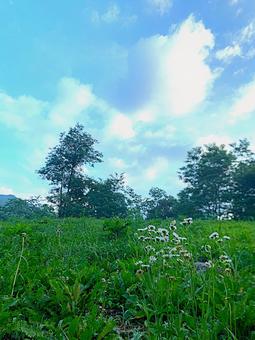 草原に咲く白い野花と青空の風景 草原に咲く白い野花と青空の風景の写真