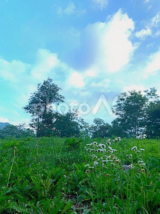 草原に咲く白い野花と青空の風景 草原,野花,空の写真素材