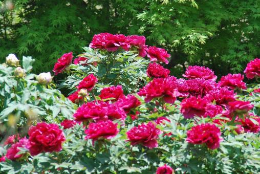 ボタンの花 ボタンの花の写真