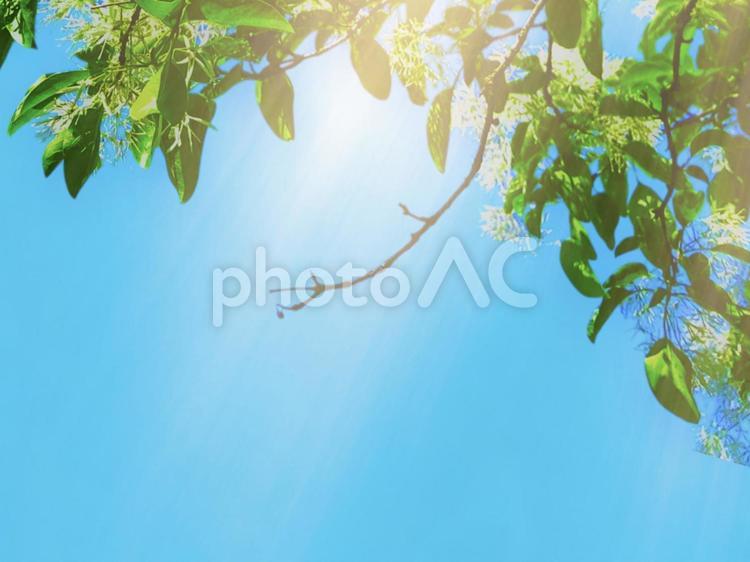 青空と枝葉 青空,枝,葉の写真素材