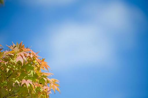 空と左下のもみじ 紅葉,秋,もみじの写真素材