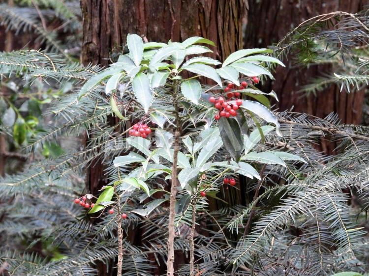 実のなる木 植物,実,自然の写真素材
