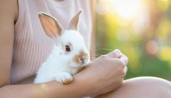 ミニウサギを抱く女性の手もとの写真