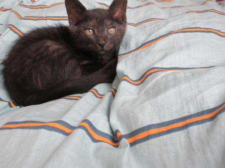 黒猫 黒猫の写真
