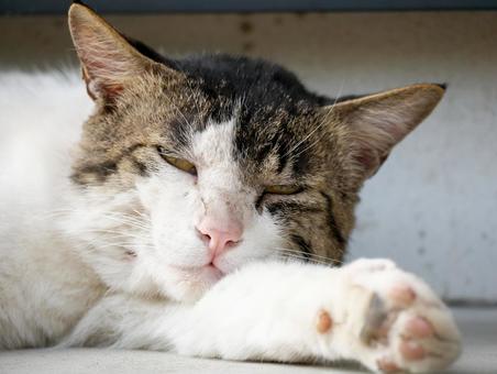 寝ぼけ眼でぼんやりとこちらを見つめる猫 寝ぼけ眼でぼんやりとこちらを見つめる猫 猫,ネコ,三毛猫の写真素材