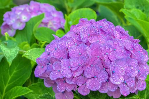 雨上がりの紫陽花 雨上がりの紫陽花の写真