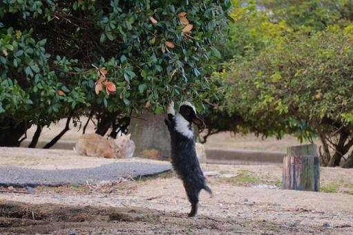 Photo, rabbit, animal, wild animals, 