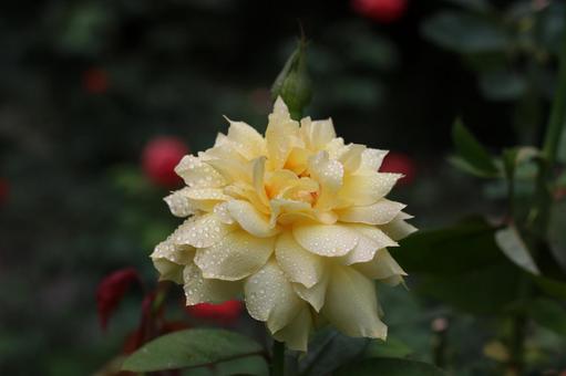 バラ バラ バラ,ばら,薔薇の写真素材