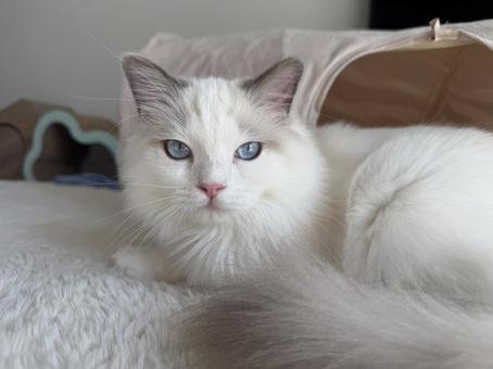 ラグドールの子猫 猫,ペット,かわいいの写真素材