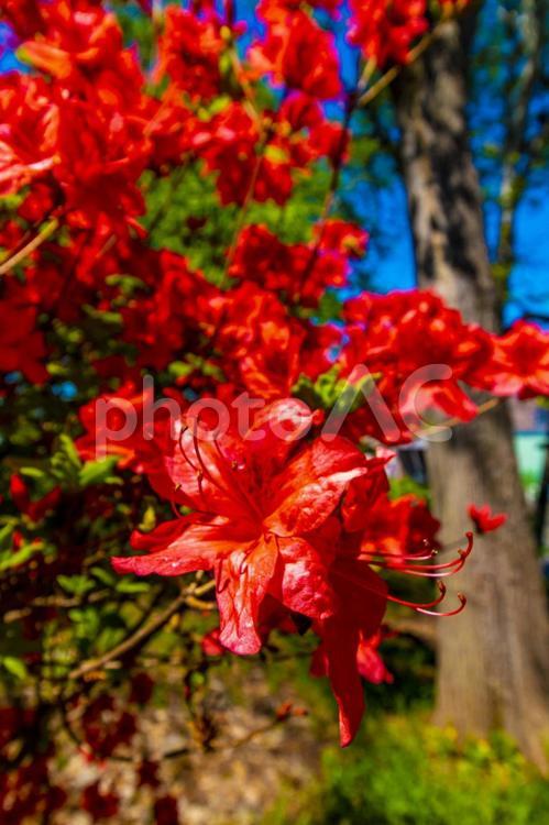 赤色のツツジの花（北海道小樽市） ツツジ,つつじ,植物の写真素材