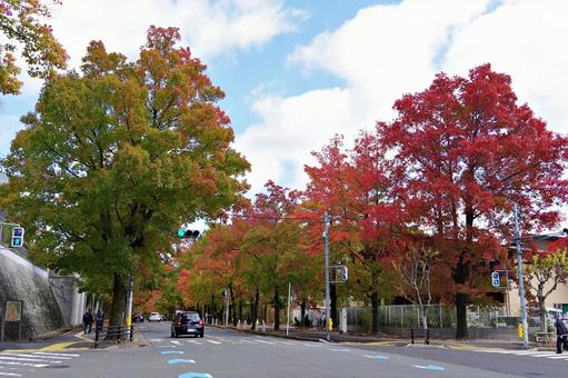 11月の三色彩道にて タイワンフウ,アメリカフウ,モミジバフウの写真素材