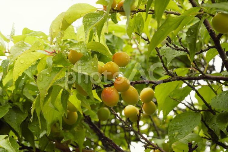 初夏のウメの木　1 青梅,ウメ,梅の木の写真素材