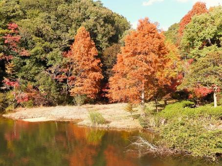 甲山森林公園ミクルマ池の紅葉 モミジ,紅葉,植物の写真素材