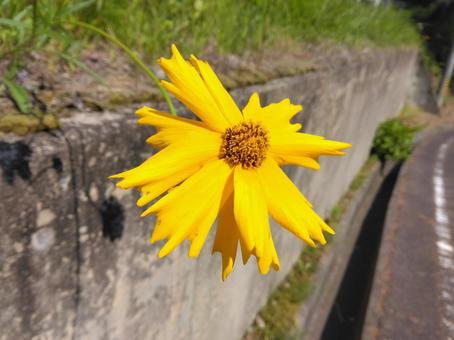 花びら 花びらの写真