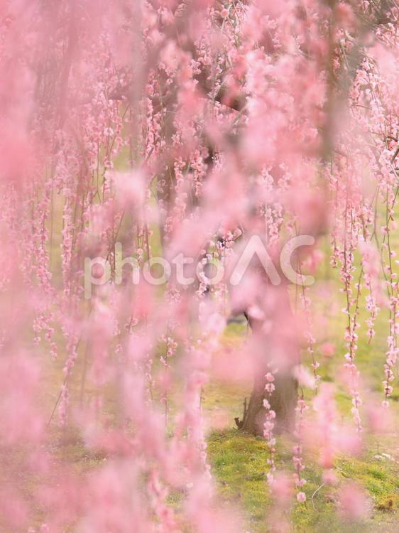 画面いっぱいの梅の花 梅,しだれ梅,木の写真素材
