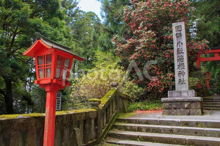 箱根神社　石柱 箱根神社,石柱,灯籠の写真素材