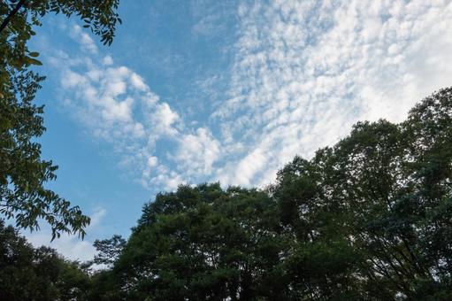 青空と白い雲と新緑 青空と白い雲と新緑 青空,白い雲,新緑の写真素材