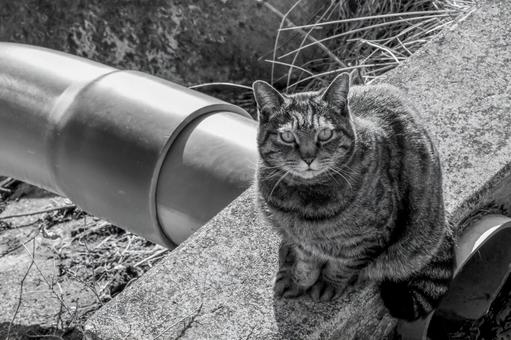 猫05 猫,ねこ,ネコの写真素材