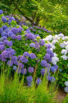 初夏を彩るアジサイ アジサイ,紫陽花,花の写真素材