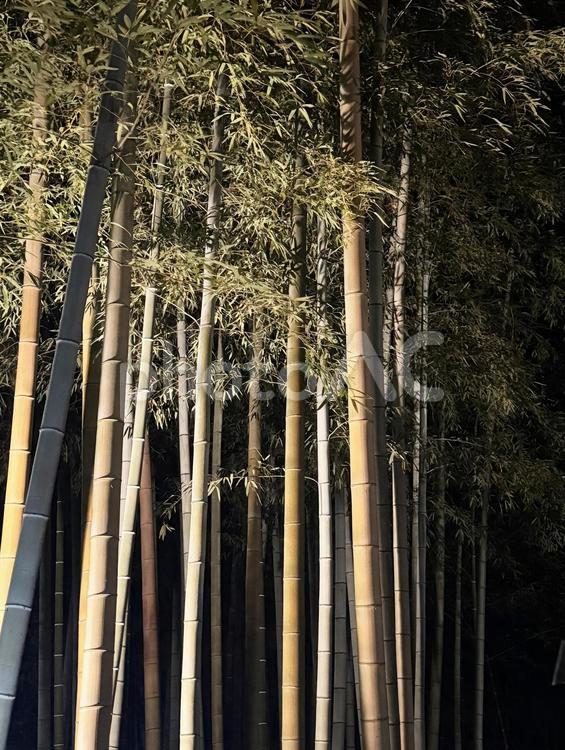 ライトアップされた竹林 ライトアップされた竹林,竹林,ちくりんの写真素材