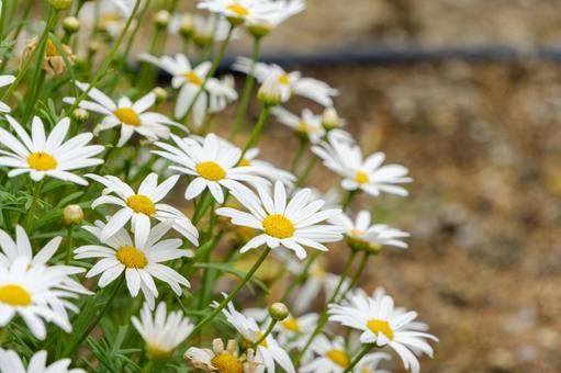 白い雛菊の群れの写真