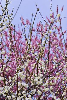 ウメ 梅,紅梅,早春の写真素材