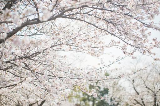 Cherry blossoms in full bloom (Somei Yoshino), JPG Cherry blossoms in full bloom (Somei Yoshino), JPG